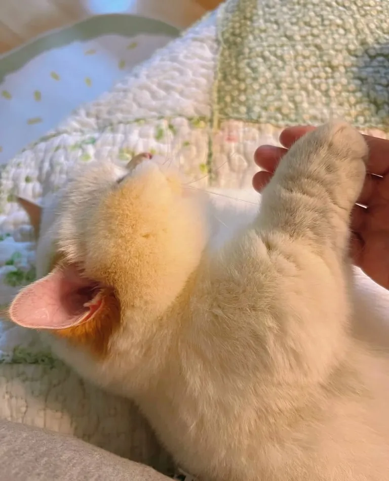 He is fat as a piglet