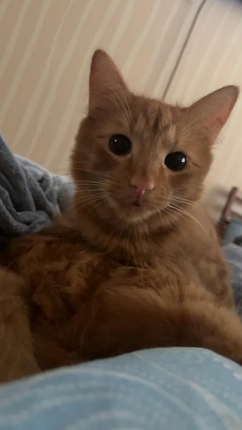 Sneezed him out of sleep and hes been looking at me like this for 10 minutes 😭