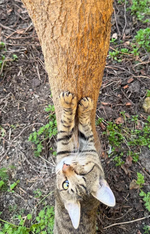 She had a tough start, but is now enjoying her best life 💕💕💕 Rescued kitties are AMAZING 💕💕