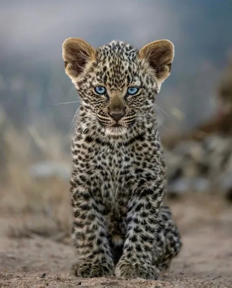 🔥Baby Blues: At 7-10 Days Old, Leopard Cubs Open Their Slate Blue Eyes