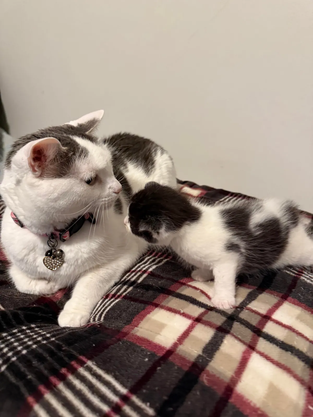 Found this kitten outside-not only is she sweet &amp; healthy, she fits right in with my other 4 cats.