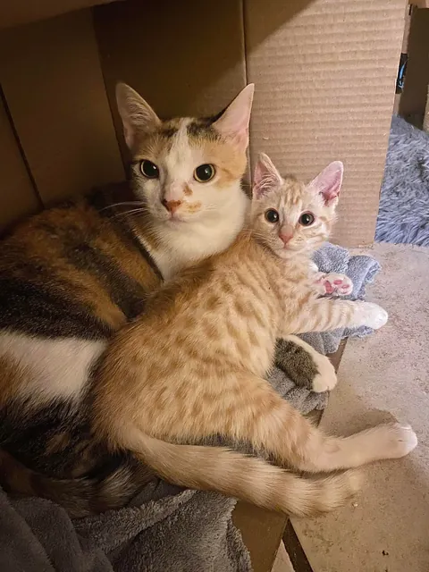 I can’t explain how happy it makes me that my girl took to the kitten we adopted so well !