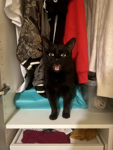 She shouted at me until I let her into my wardrobe, then she shouted at me some more