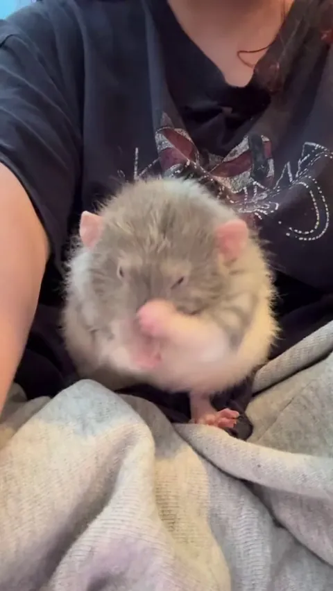 nothing could’ve prepared me for how scrungly Harley boys would be