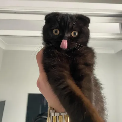 Whenever I hold her like this, she sticks its tongue out like that, i don't know why