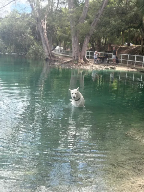 Trying to figure out who put holes in the ball he was chewing on and made it sink
