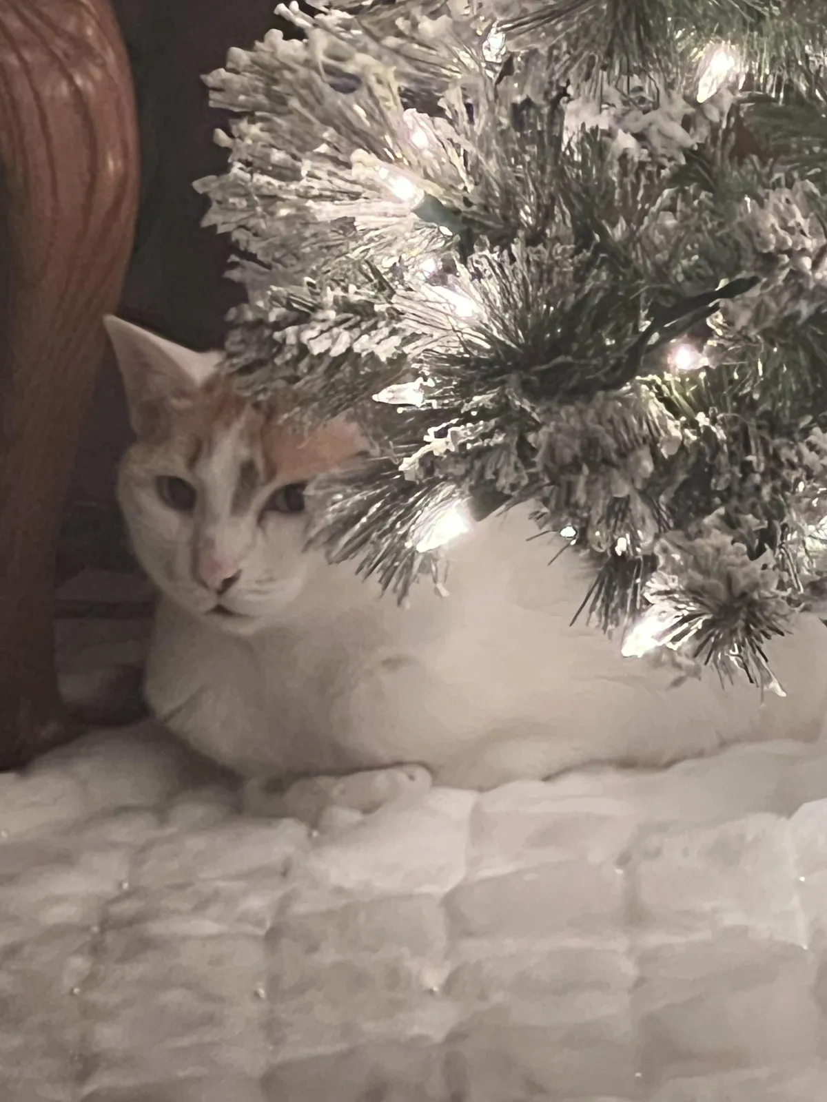 As soon as the tree goes up and the plush tree skirt goes down, Pumpkin, age 18, takes her place under the tree. 