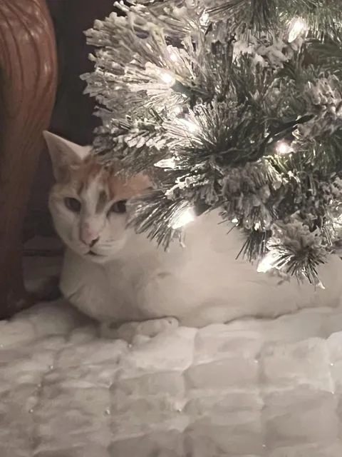 As soon as the tree goes up and the plush tree skirt goes down, Pumpkin, age 18, takes her place under the tree. 