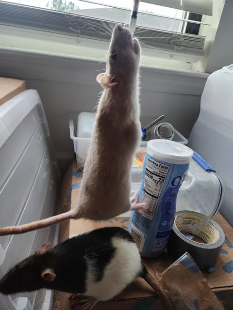 Trouble giving medication...
