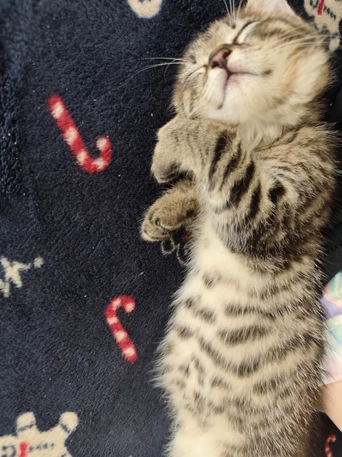 I had to wait 29 years to get a pet, here's Bast, my darling, sleepy baby