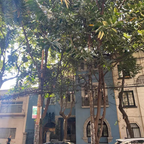 Mexico City had the Lushest, Greenest, Most Beautiful Neighborhoods I've Ever Seen