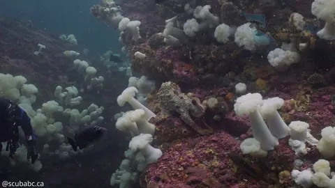 🔥 A rare daytime encounter with a giant Pacific octopus in Barkley Sound [OC]