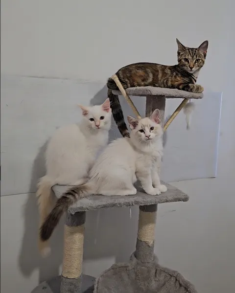 Took a video, grabbed the one perfect frame and spent 30 mins editing out my son's doodles on the wall... totally worth it for all three of my babies looking at the camera 😸