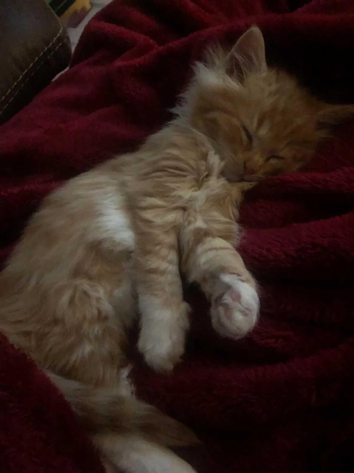 He crossed the rainbow bridge today. Give Peter all the love you can. He deserves it all.