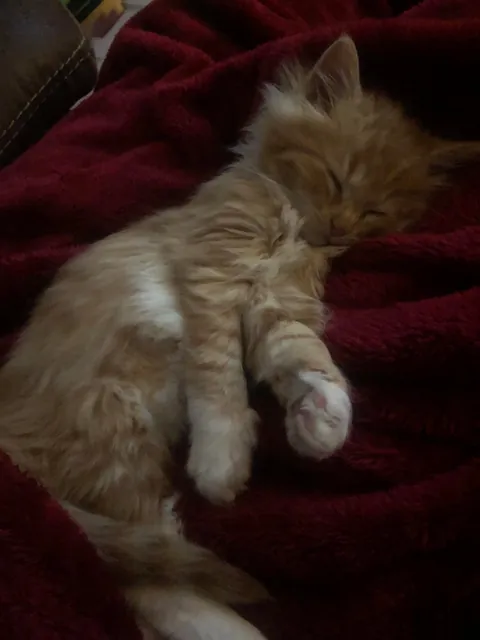 He crossed the rainbow bridge today. Give Peter all the love you can. He deserves it all.