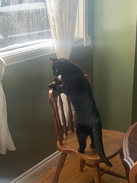 22 Years Old and Still Runs The House