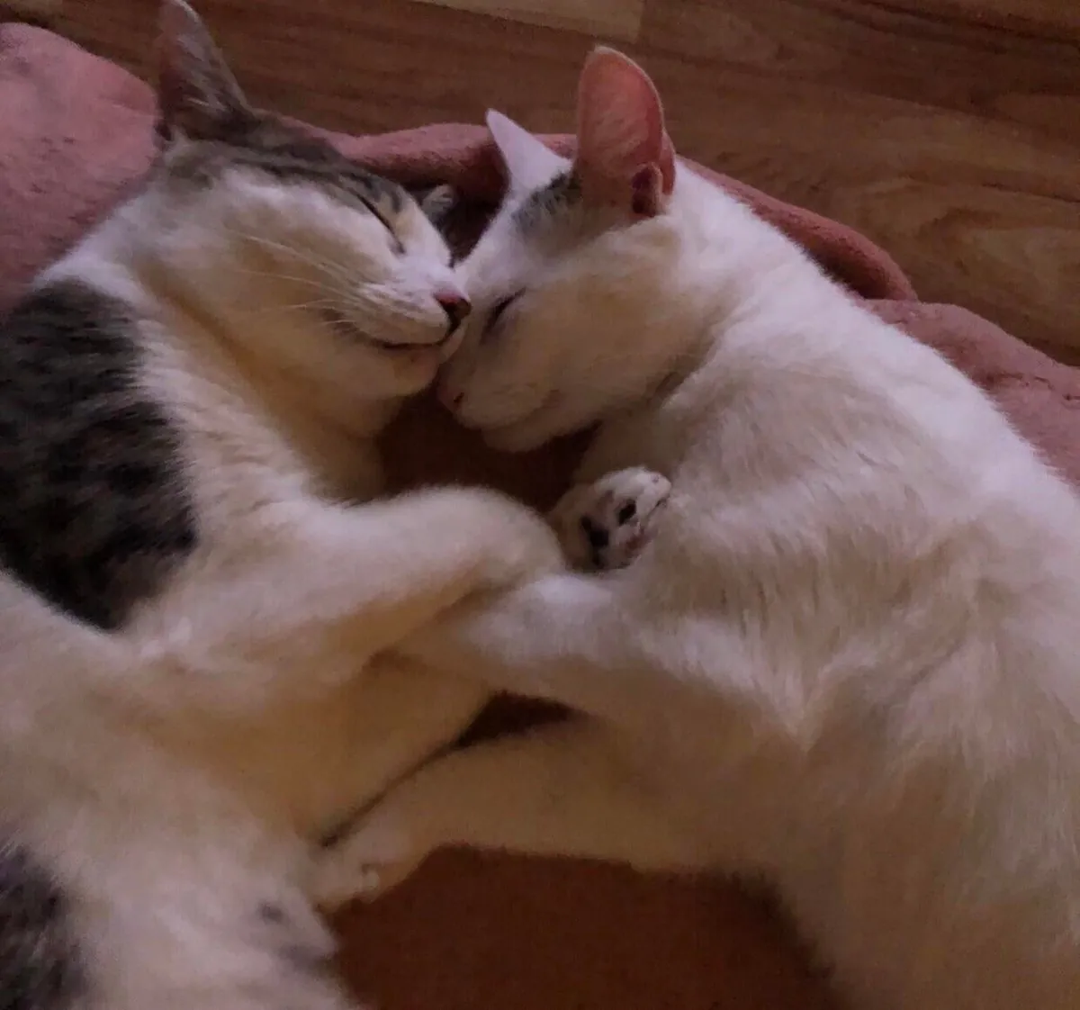 My Bam Bam and my Jean Paul 💙🐾