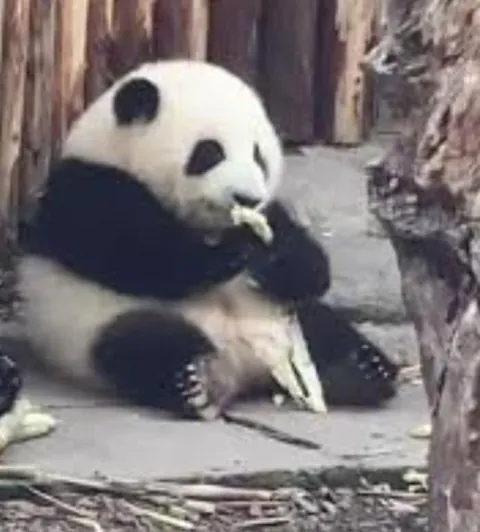 A panda named Hua Hua is the first panda to have official plushies based on her because of her distinctly round appearance relative to other pandas (Last 4 pics are real HuaHua)