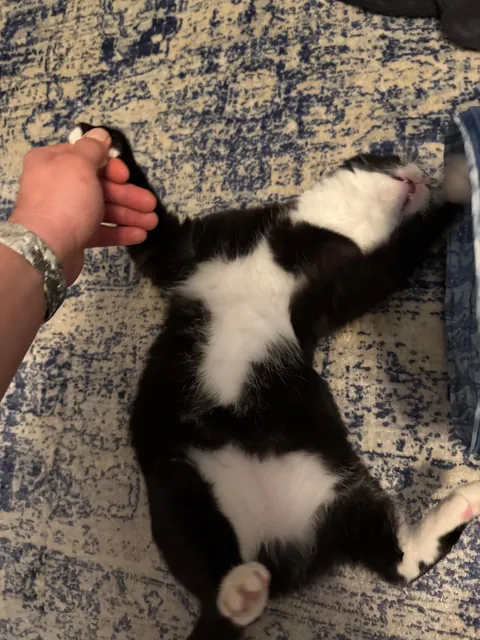 Is my cat fat? My girlfriend and today my mom said he looks overweight 🥲