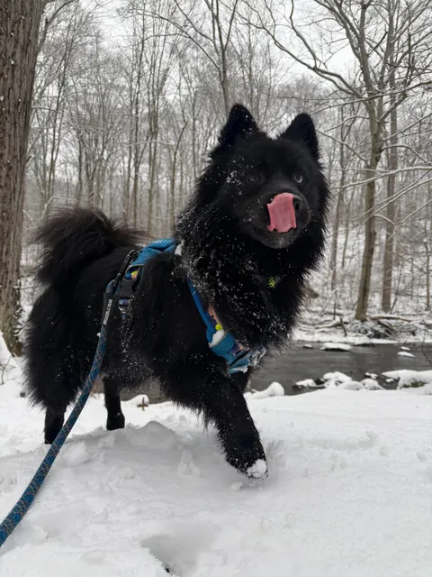 How it started -> How it’s going! Blessed to have found my best friend and adventure partner in a crowded rescue.