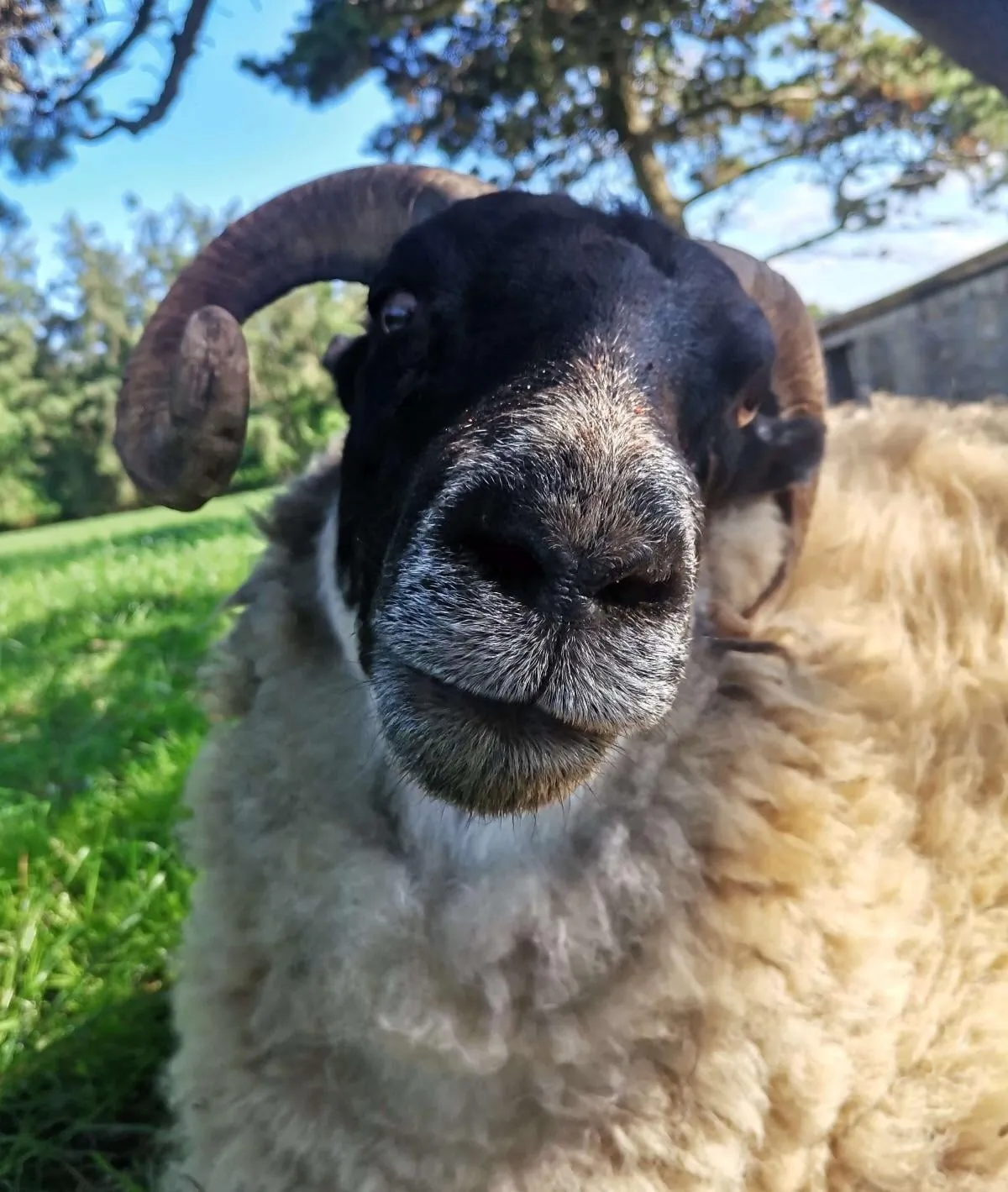 I’ve had Bramble for two years now. He was such a small lamb that I got him for free from a farmer, but he has grown into a very strong boy! I love him so much.