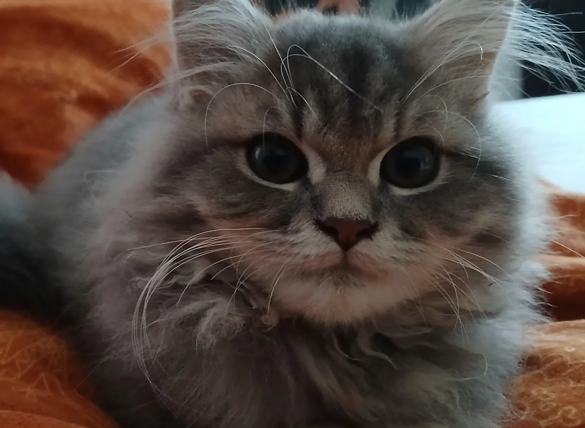 White eyeliner inspo