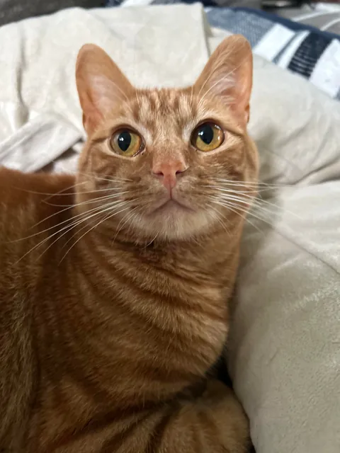 Saved a kitten from a steel mill (and a coworker)