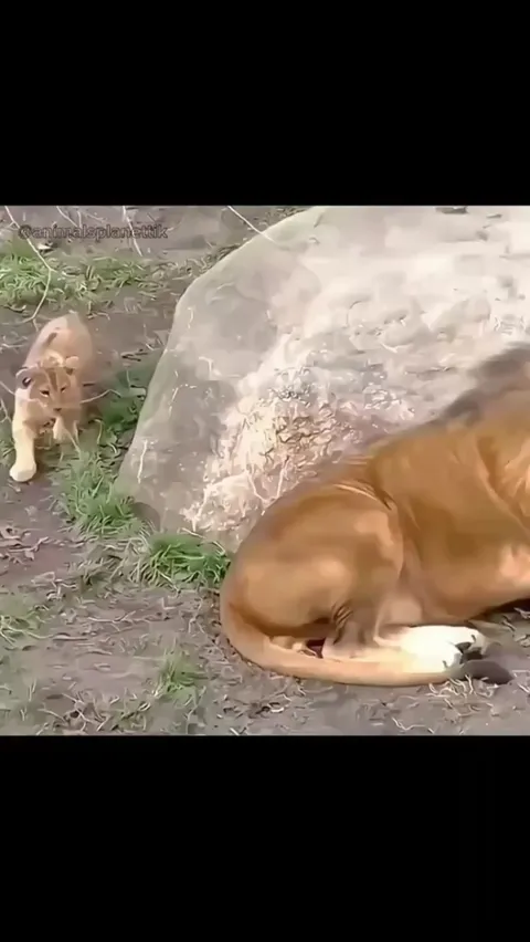 The lion was afraid of the lion cub