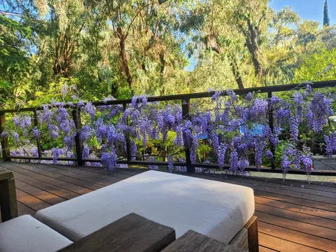 My wisteria deck