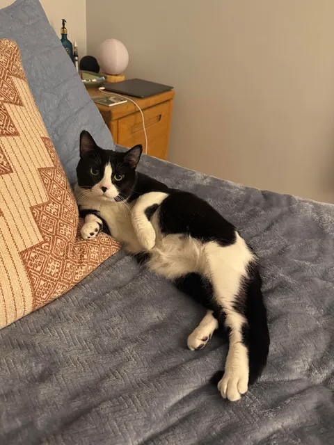 Adopted these boys today 🥰