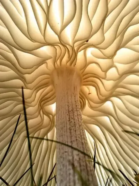 This mushroom could also be a modern concert hall
