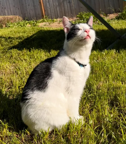 Today is Otto’s 13th birthday so we brought him outside to smell the spring air