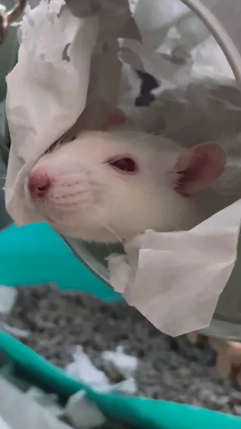 Got new girls two days ago and they are already boggling