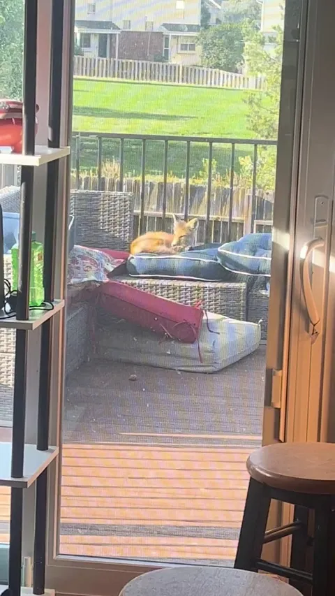 A little fox decided to rest on our deck this morning