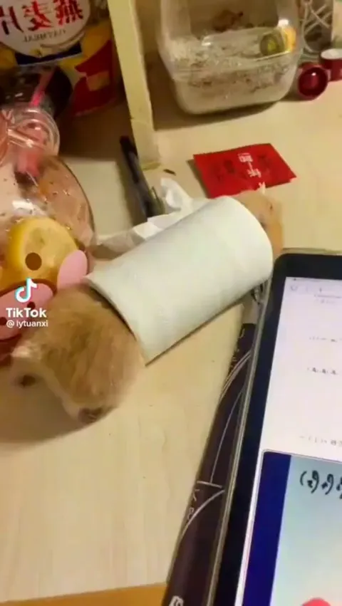 his only braincell is not working