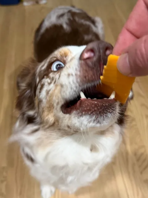 [homemade] sub sandwich.