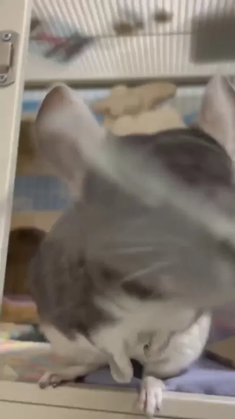 The Expression Of This Chinchilla While Enjoying Scratches With Comb