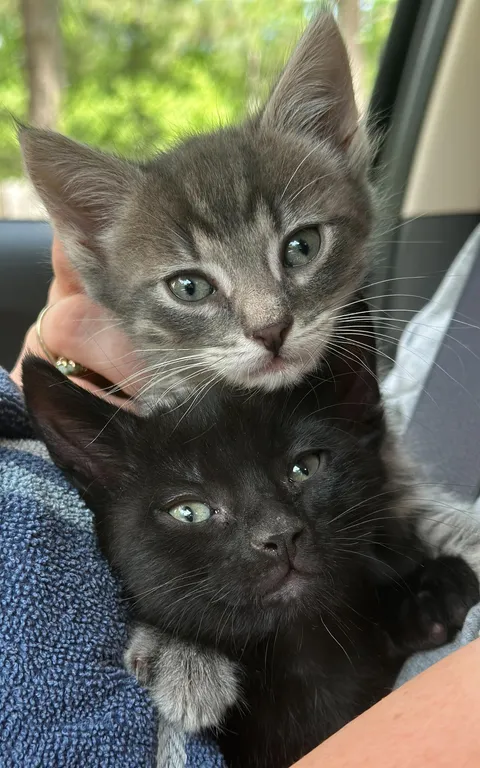 Gandalf and Sauron :)