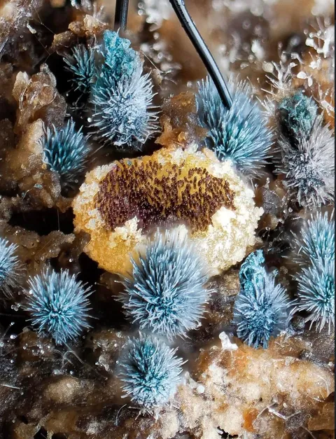 New Zealand photographer takes stunning photos of tiny mushrooms