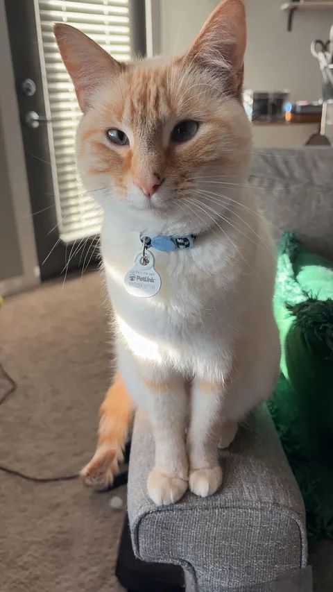 I just had top surgery :) and these two won’t leave my side