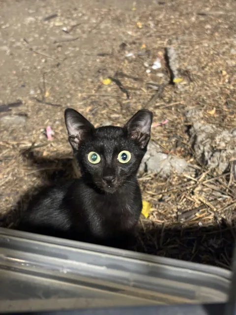 A gremlin I’ve been feeding the last fortnight