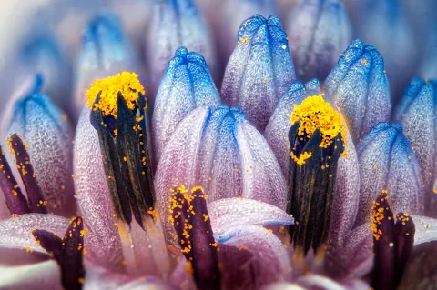 🔥 Super-macro photographs of the central pollen-producing part of a common daisy