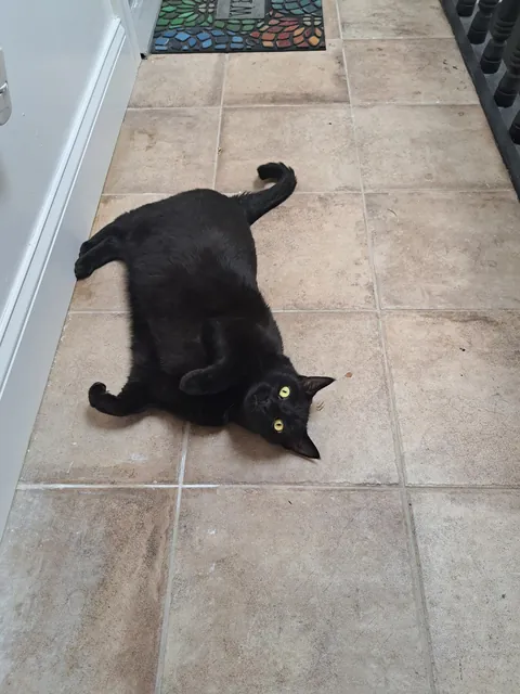 Five years ago today I happened to be on the "free" section of Craigslist and came across a cat that was attacking toddlers. I knew right then and there that she had to be mine. Happy "Gotcha Day, " Pretty 🐈‍⬛❤️