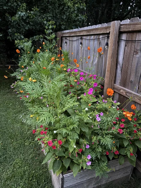 First Year Native Wildflowers