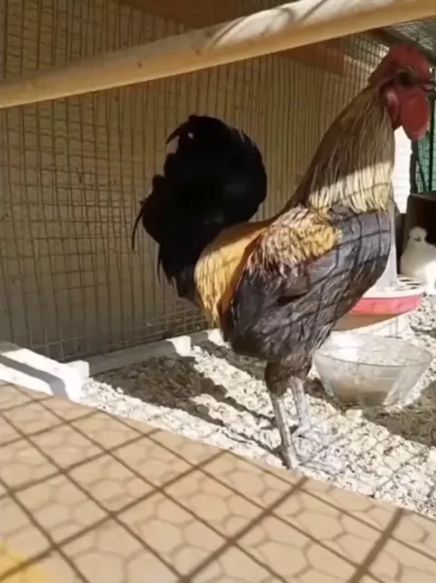 Rooster testing its limits