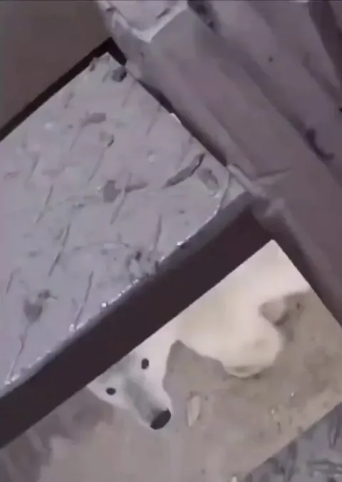 Up close and personal with a curious Polar Bear