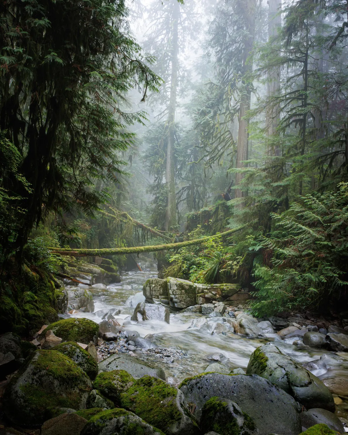 Fog in a rainforest canyon on Vancouver’s North Shore, BC [OC][2000x1600]