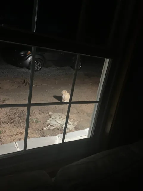 The transformation of Finnegan from forest cat to pampered city kitty