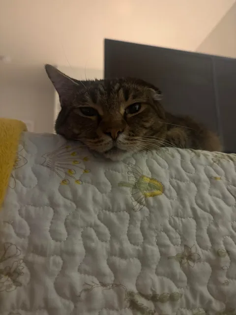 Do you ever just love your cat so much you cry??