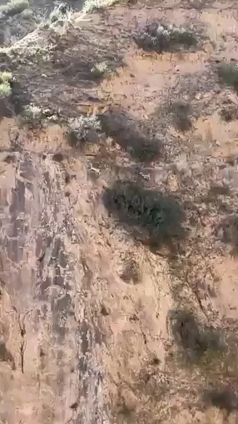 Himalayan Bharal (blue sheep) running along the side of the mountains